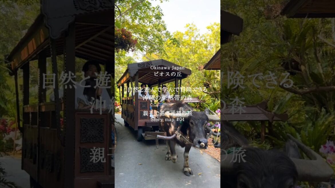 大自然を満喫「ビオスの丘」 ストーリーマップ～親子で巡る沖縄の旅～ #ビオスの丘 #家族旅行 #沖縄旅行 #沖縄観光 #おきめぐり #okinawatrip