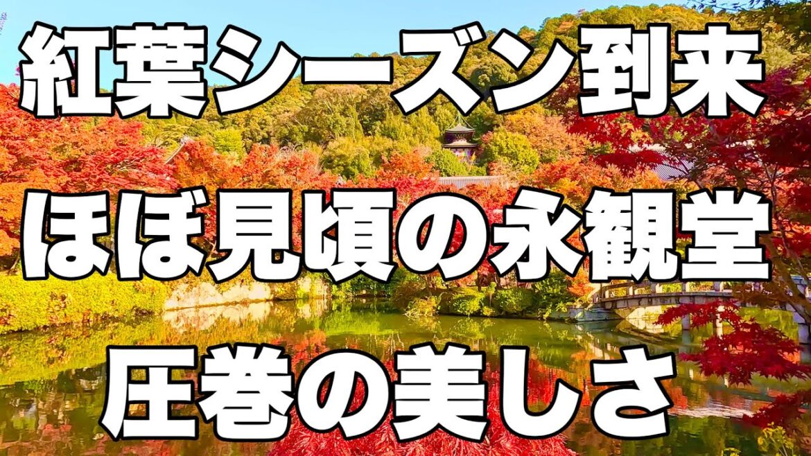 【4K】2024年11月27日（水）ついに紅葉シーズン到来。ほぼ見頃の京都永観堂は圧巻の美しさ！秋天的落叶季节终于到来了。京都的永观堂几乎达到了美丽的顶峰！Eikando Temple, Kyoto.
