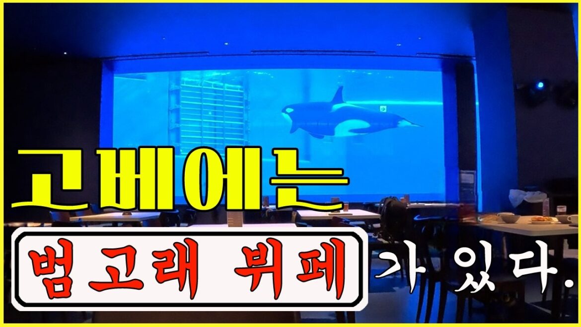 고베🇯🇵 한국인 리뷰가 없어서 직접 가보았다🐳 | 1900엔 빵뷔페 | 스마 씨월드 범고래 뷔페 | 범고래 워터밤