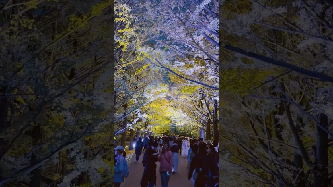Ginkgo trees illumination at Showa Kinen National Park, Tachikawa, Tokyo, Japan Ginkgo trees illumination at Showa Kinen National Park, Tachikawa, Tokyo, Japan