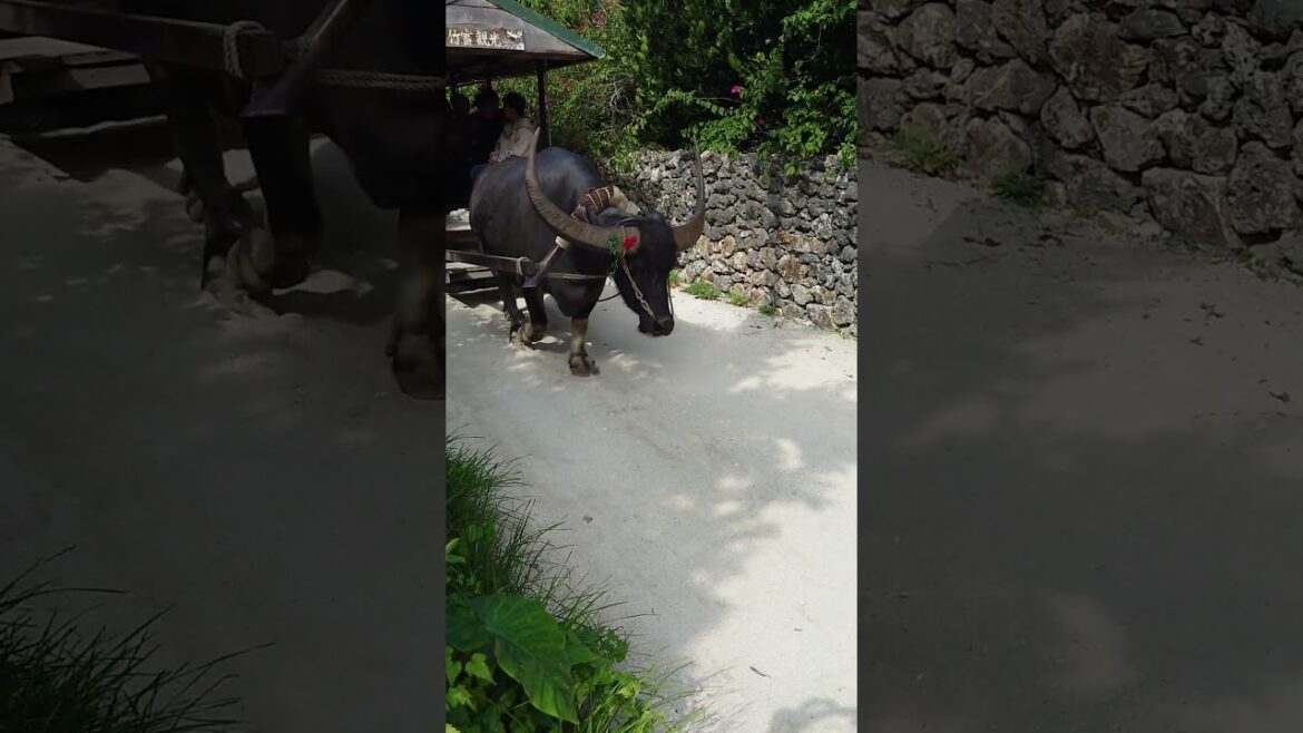 Taketomi island is a peaceful place 🏝️🌺 #taketomi  #okinawa