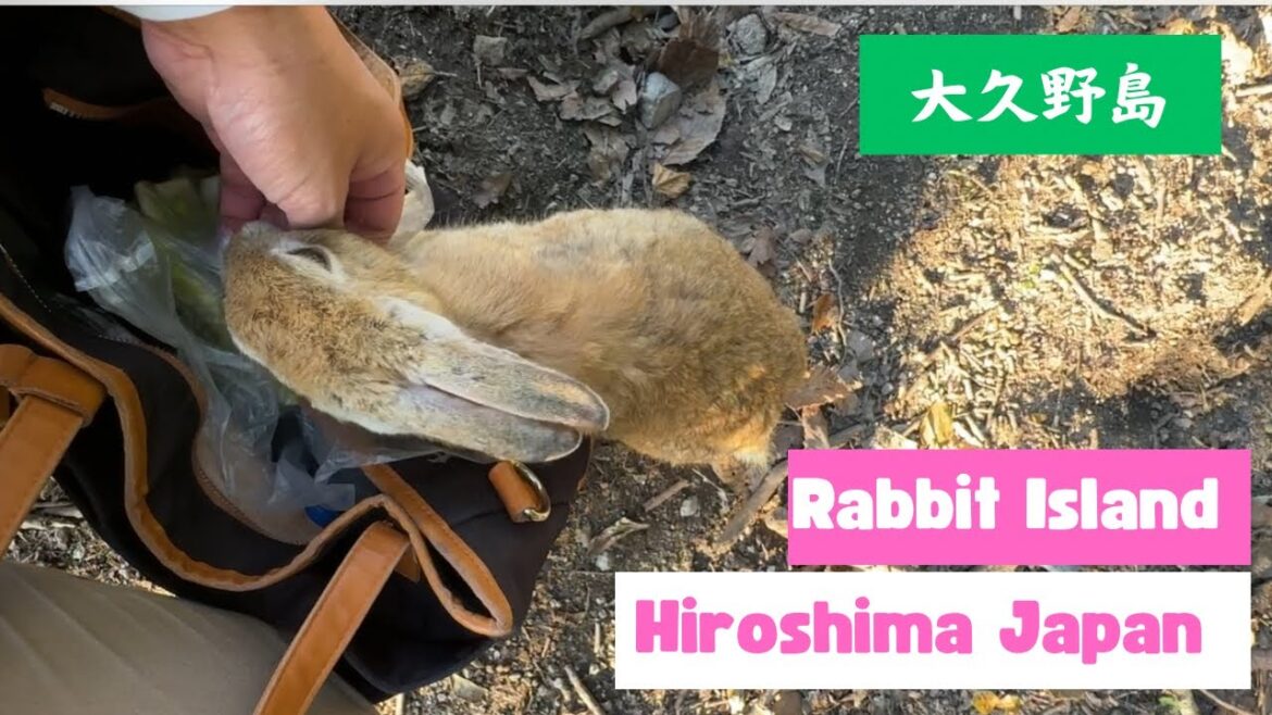 Amazing Rabbit Island in Japan Amazing Rabbit Island in Japan
