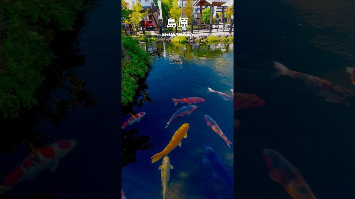 #Shimabara （ #Nagasaki ）｜#Japan #Travel #Shorts