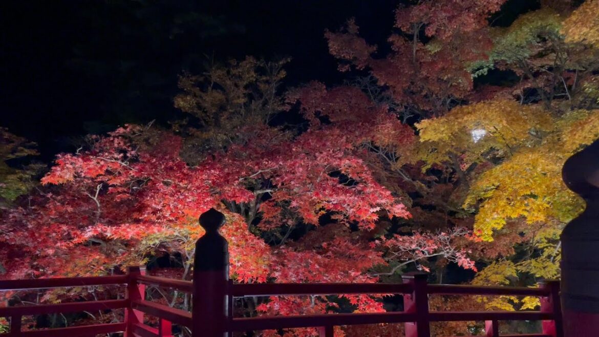 【弥彦村】色鮮やかな紅葉が放つ温もり、秋風とともに彩る村、新潟県観光
