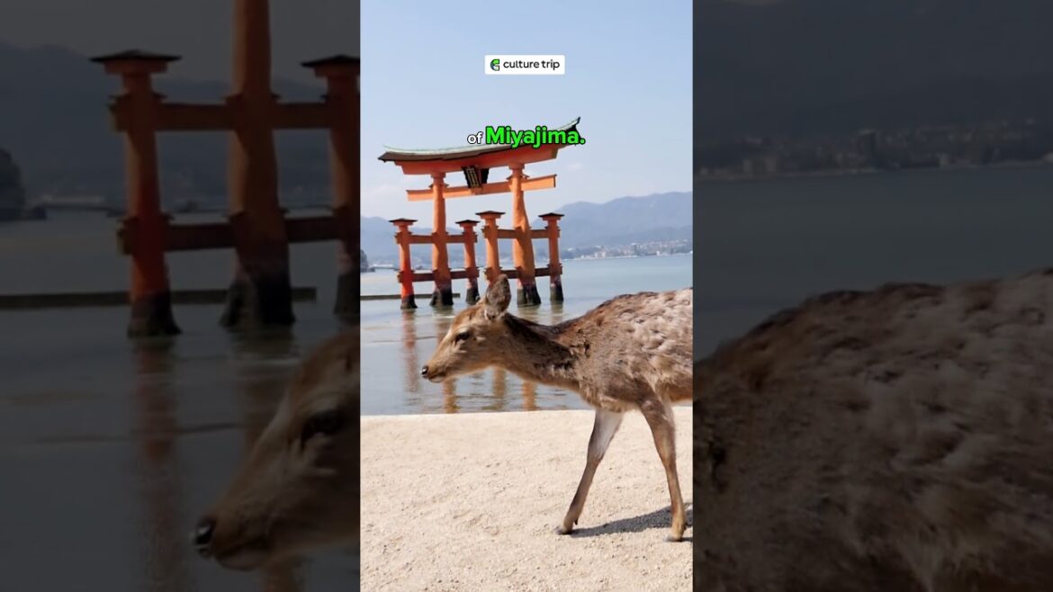 Japan by Train: The Grand Tour🚄🌸 #culturetrip