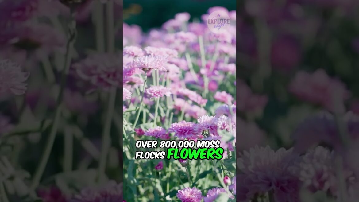 Fuji Shibazakura, Japan,  A Floral Carpet Beneath Mount Fuji #travel #youtubeshorts #shorts #explore Fuji Shibazakura, Japan,  A Floral Carpet Beneath Mount Fuji #travel #youtubeshorts #shorts #explore