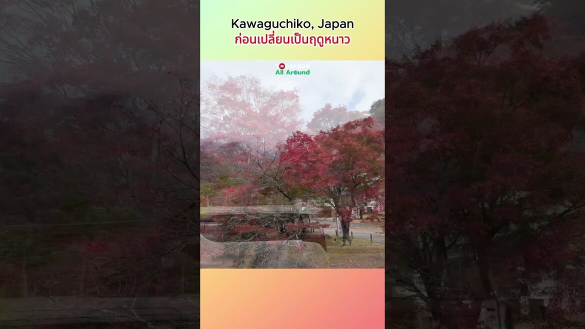 ฤดูใบไม้เปลี่ยนสี ใกล้จะสิ้นสุดแล้ว #kawaguchiko #japan #autumn #ใบไม้เปลี่ยนสี