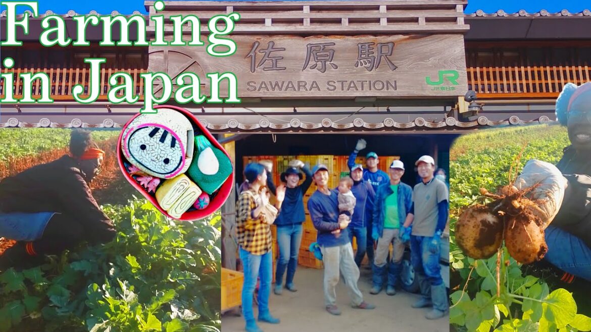 Exploring the Japanese Countryside | Sawara, Chiba | Vegan Getaway