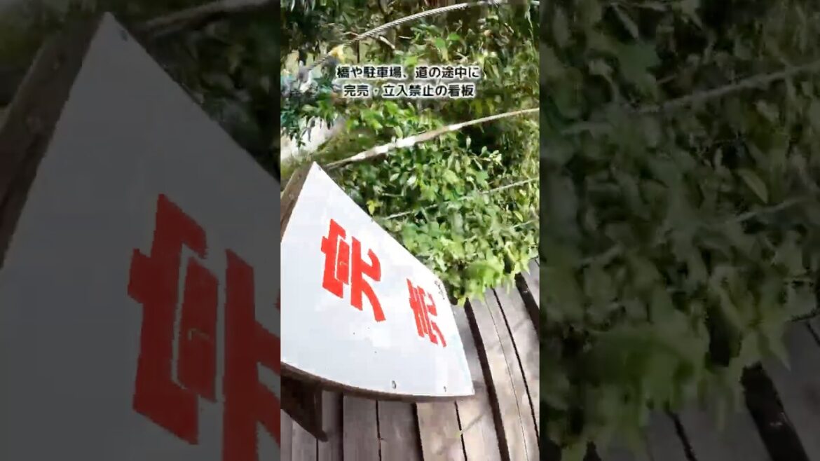 早起きして行くのがおすすめ！山の中にある絶景の広がる岩魚料理店「岩魚の里 峡」【こつくわの観光スポット・グルメ紹介】『岐阜県中津川市付知峡』#shorts