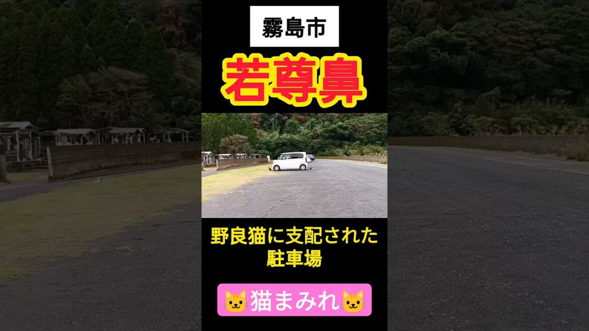 駐車場にたむろする猫【霧島観光】【鹿児島観光】【若尊鼻】#shorts 駐車場にたむろする猫【霧島観光】【鹿児島観光】【若尊鼻】#shorts