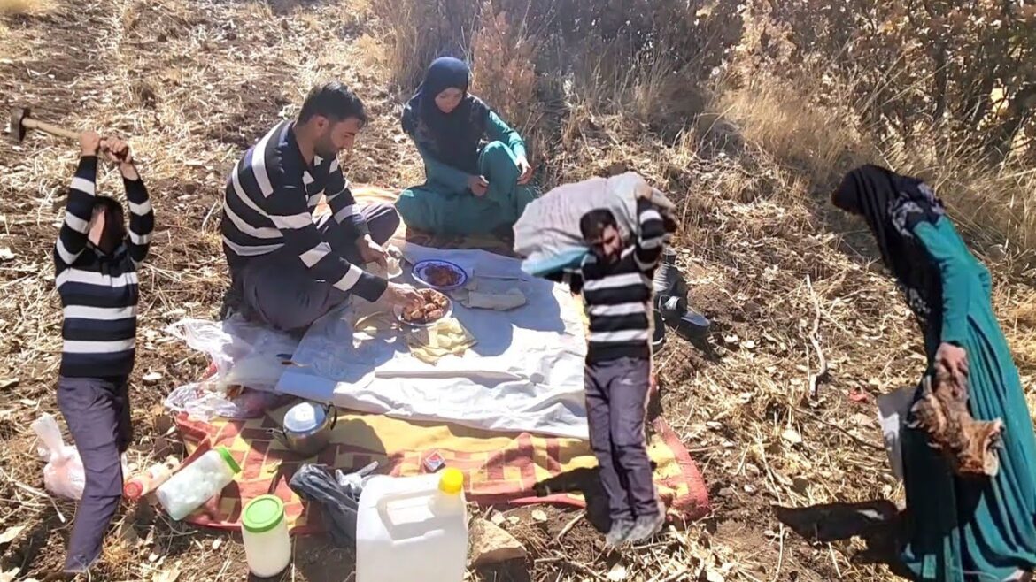 Nemat and Umm al-Binin collect firewood in the mountains with love 💕 Nemat and Umm al-Binin collect firewood in the mountains with love 💕