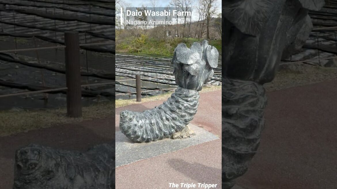 “Daio Wasabi Farm_大王わさび農場” Azumino/Nagano/Japan Trip-Log #Shorts #長野 #安曇野 "Daio Wasabi Farm_大王わさび農場" Azumino/Nagano/Japan Trip-Log #Shorts #長野 #安曇野