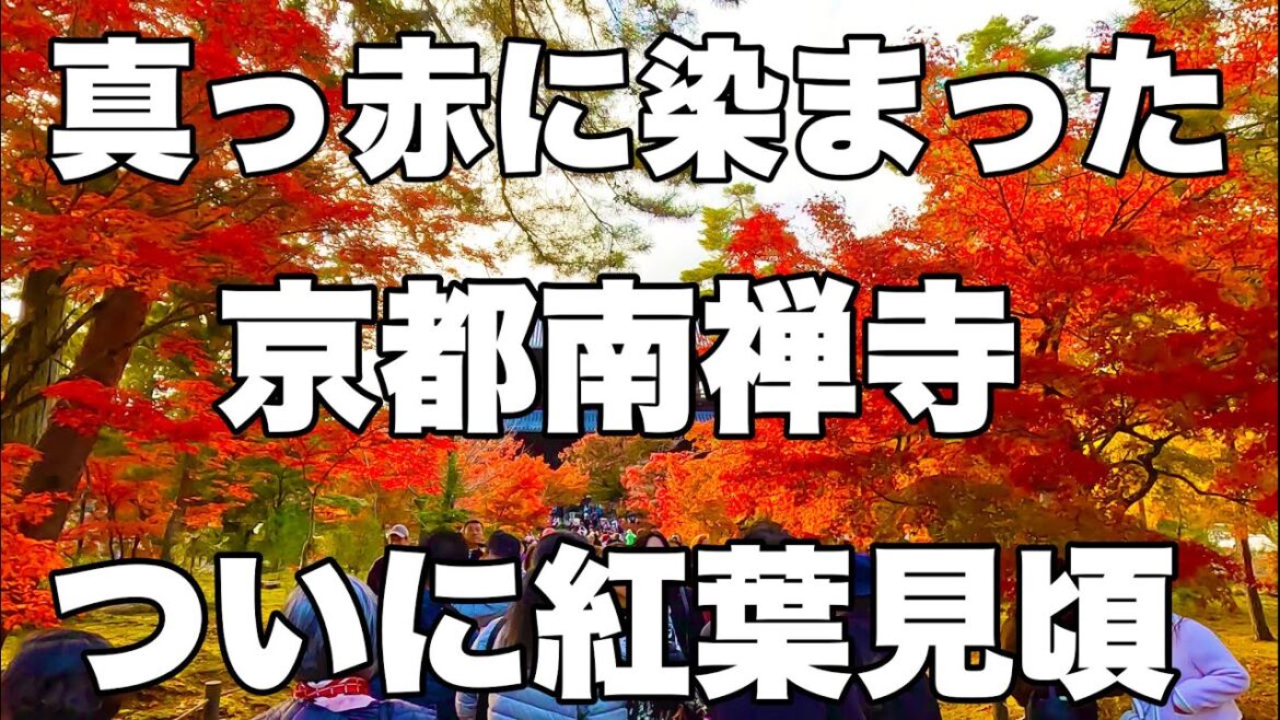 【4K】2024年11月27日（水）真っ赤に染まった京都南禅寺。ついに紅葉見頃！京都的南禅寺被染成了鲜红色。终于到了赏秋叶的最佳时间！Nanzenji Temple, Kyoto japan