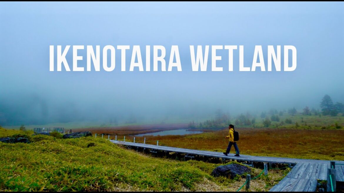Walking Among Clouds | Discover the Hidden Gem of Ikenotaira Wetland in Nagano Japan 🇯🇵 #japan