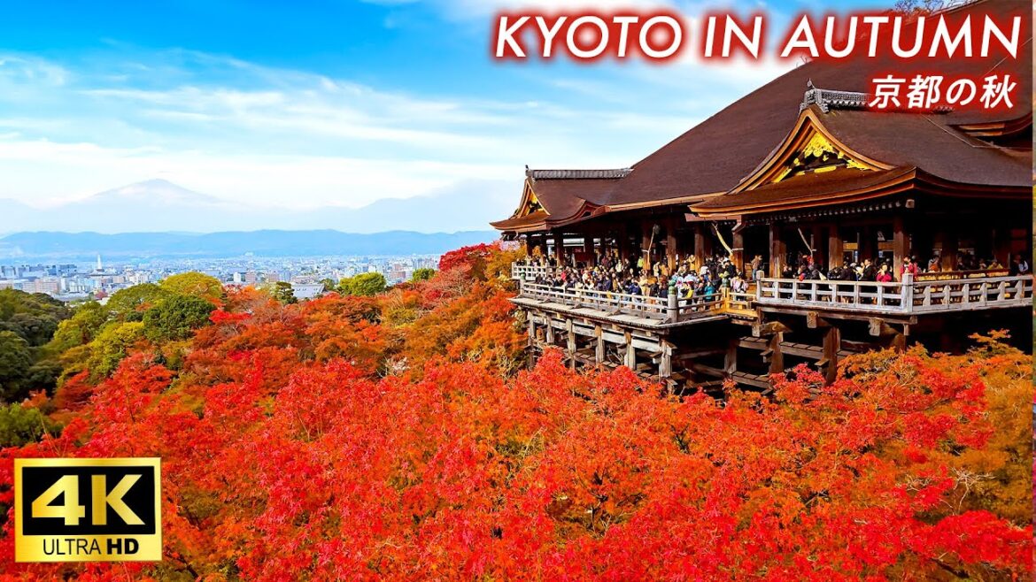 【4K Japan Walk】Beautiful Autumn Kyoto | Walk around 8 popular spots for autumn leaves 【4K Japan Walk】Beautiful Autumn Kyoto | Walk around 8 popular spots for autumn leaves