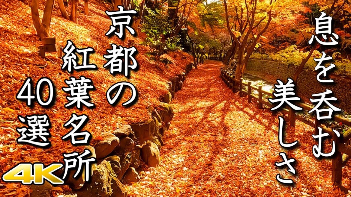 【4K 京都の紅葉🍁40選】美しすぎる極上の絶景 The 40 Best Autumn Leaves Spots In Kyoto. 【4K 京都の紅葉🍁40選】美しすぎる極上の絶景 The 40 Best Autumn Leaves Spots In Kyoto.