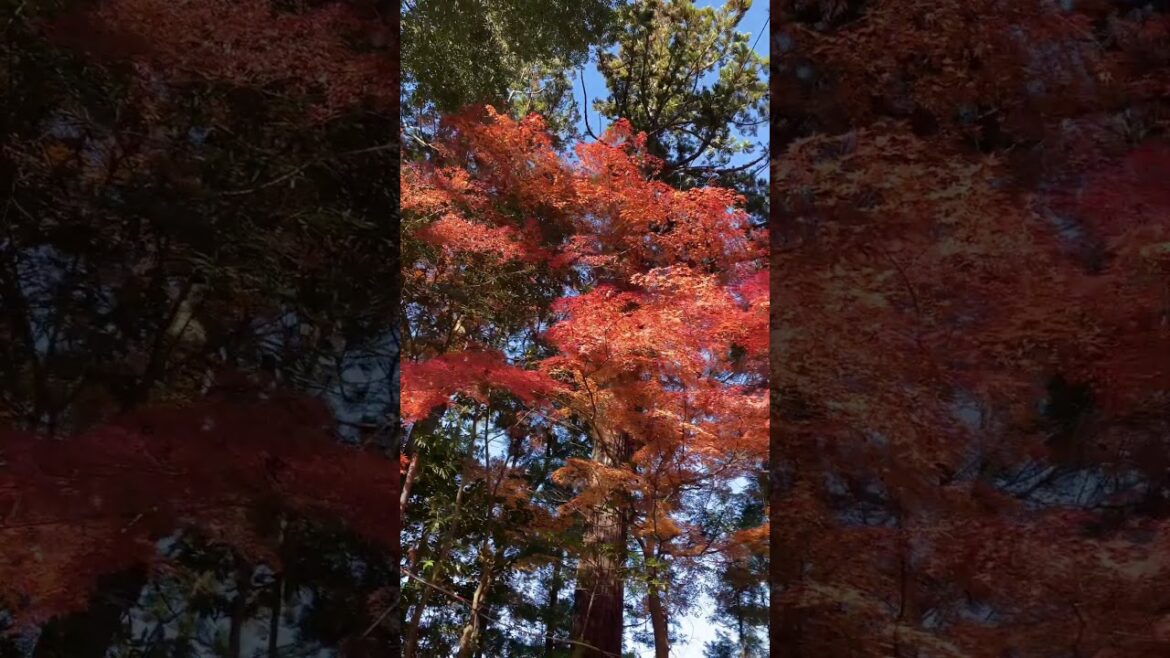 仙台，宮崎縣