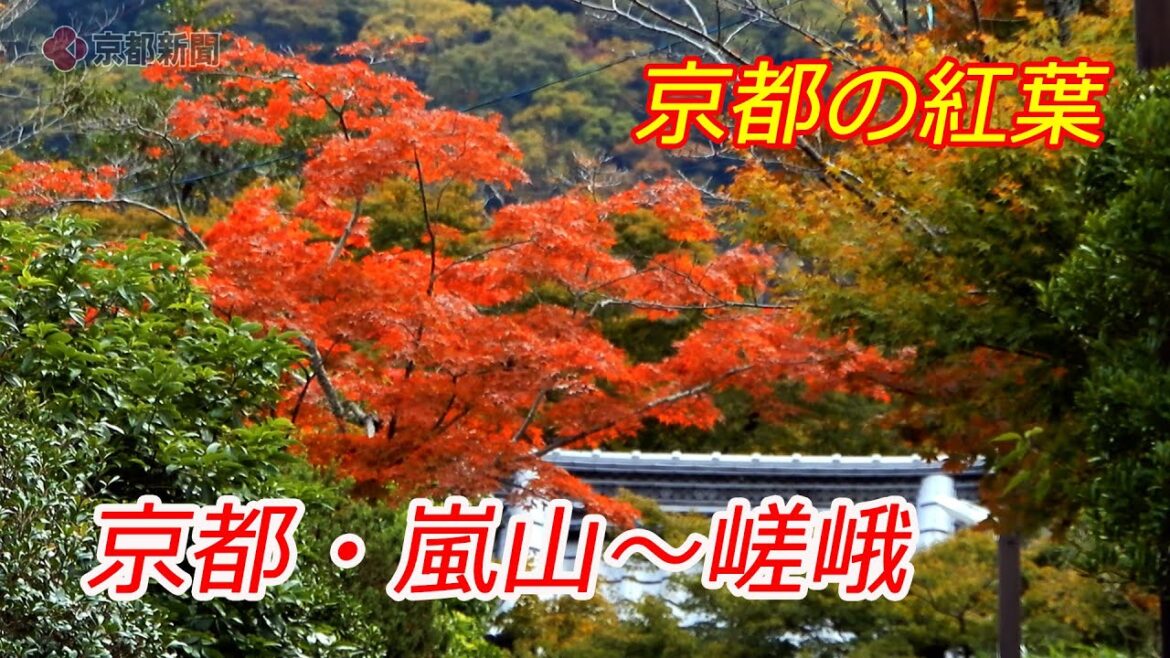 【京都の紅葉】京都・嵐山~嵯峨の紅葉(2024年11月7日 京都市西京区・右京区) Autumn leaves in Arashiyama and Saga, Kyoto 【京都の紅葉】京都・嵐山~嵯峨の紅葉(2024年11月7日 京都市西京区・右京区) Autumn leaves in Arashiyama and Saga, Kyoto