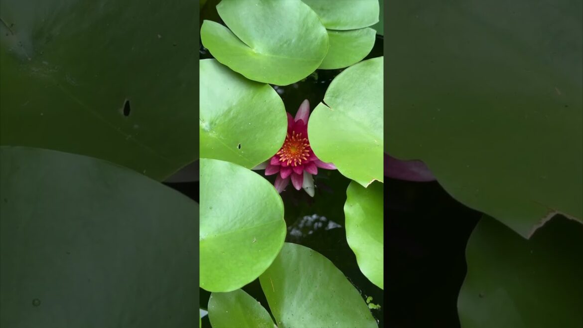 Exploring Kamakura: The Town That Stole Our Hearts! 🏯🚞