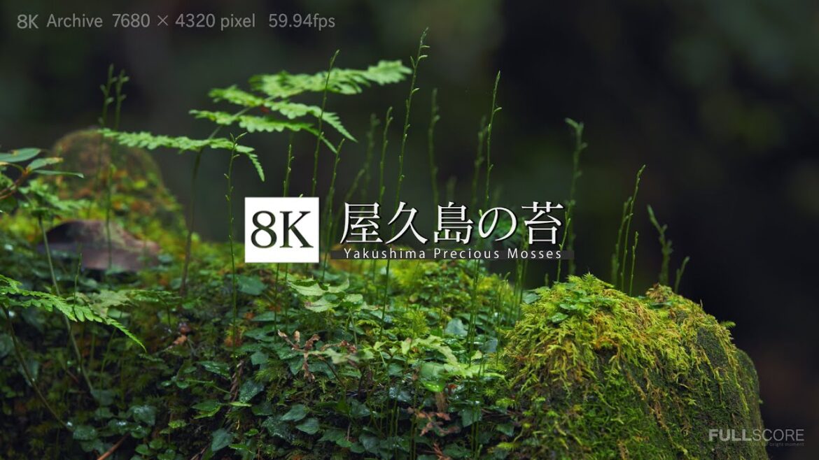屋久島の苔 [8K footage] Yakushima Precious Mosses