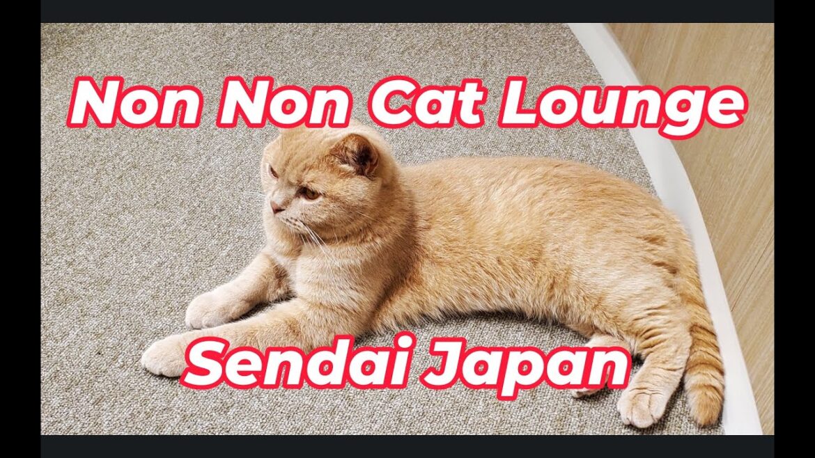 Non Non Cat Lounge Sendai Japan Non Non Cat Lounge Sendai Japan