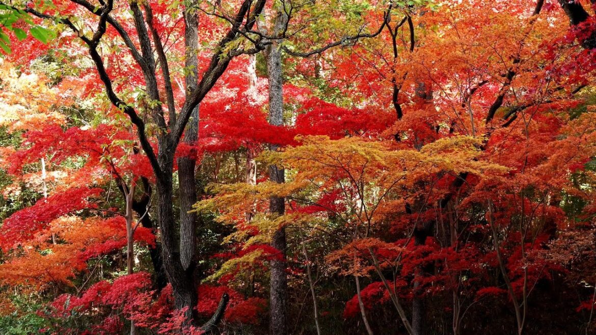 生駒山紅葉めぐり／（六万寺池休憩所・山桜の園・どんぐりの路～水車小屋跡下）：Mt. Ikoma Autumn Foliage Tour