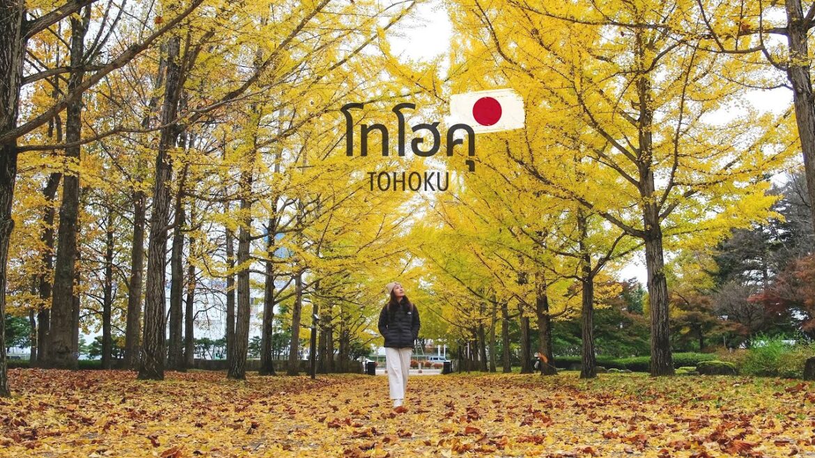 🇯🇵ลุยเที่ยวโทโฮคุ 5วัน 4เมือง Akita-Miyagi-Yamagata-Sendai สัมผัสบรรยากาศและใบไม้เปลี่ยนสี | TOHOKU 🇯🇵ลุยเที่ยวโทโฮคุ 5วัน 4เมือง Akita-Miyagi-Yamagata-Sendai สัมผัสบรรยากาศและใบไม้เปลี่ยนสี | TOHOKU