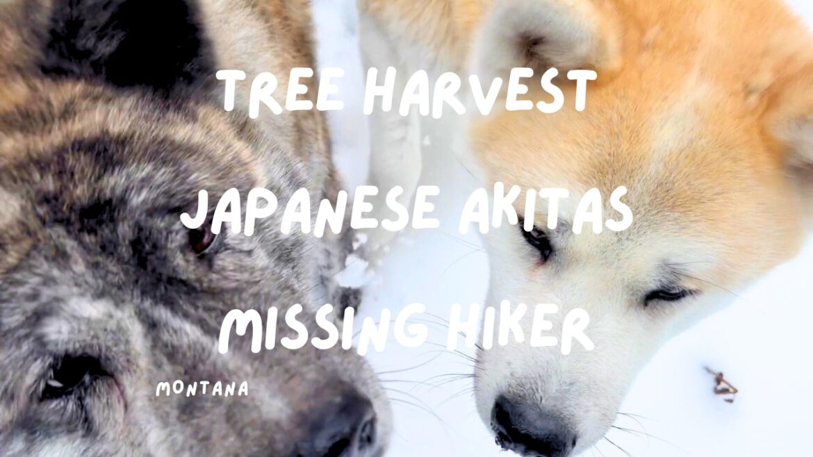 Christmas Tree Harvest, Japanese Akitas & A Missing Hiker | Montana