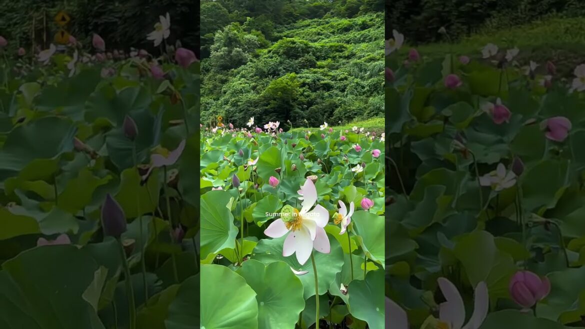 Summer in Niigata🇯🇵