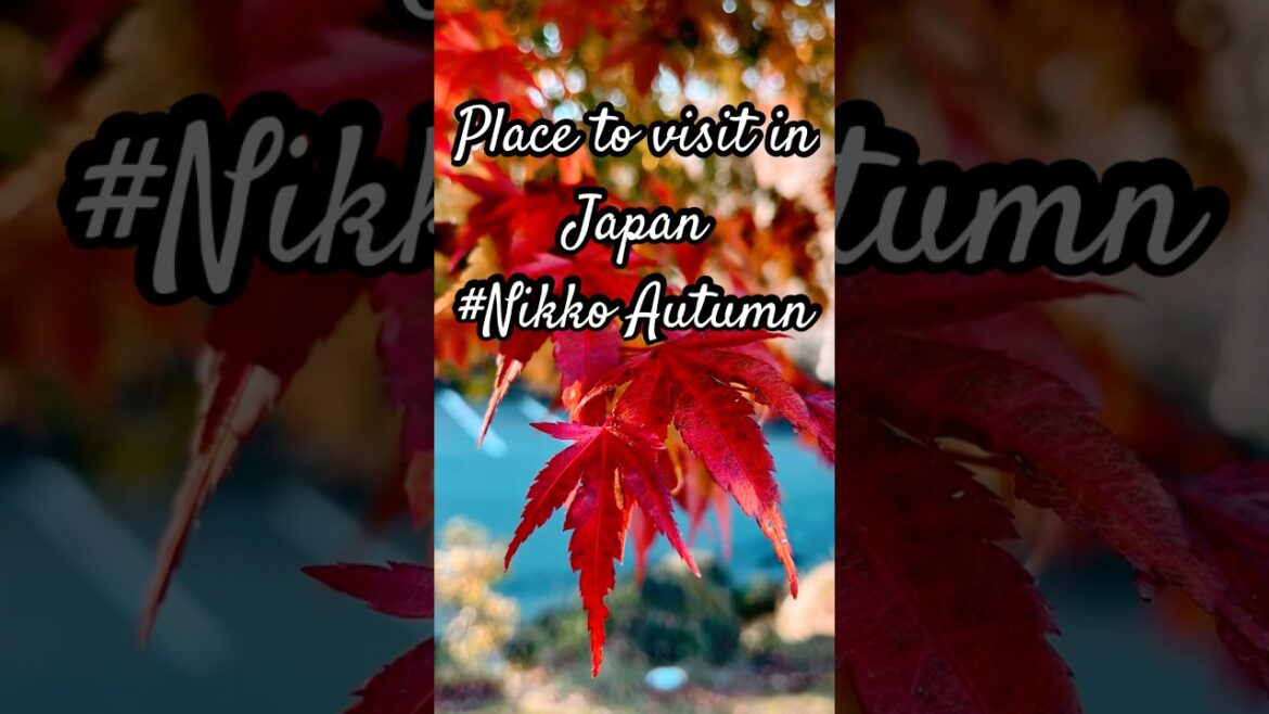 NikkošStunning Momiji in Japan š Autumn Magic #JapanAutumn #Momiji #shorts #japantamilvlog #travel NikkošStunning Momiji in Japan š Autumn Magic #JapanAutumn #Momiji #shorts #japantamilvlog #travel