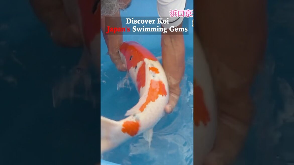 【#koi #koifish】#shorts #japaneseculture #vlog #trip #nishikikoi #vlog #trip #japanese #niigata #東京 【#koi #koifish】#shorts #japaneseculture #vlog #trip #nishikikoi #vlog #trip #japanese #niigata #東京