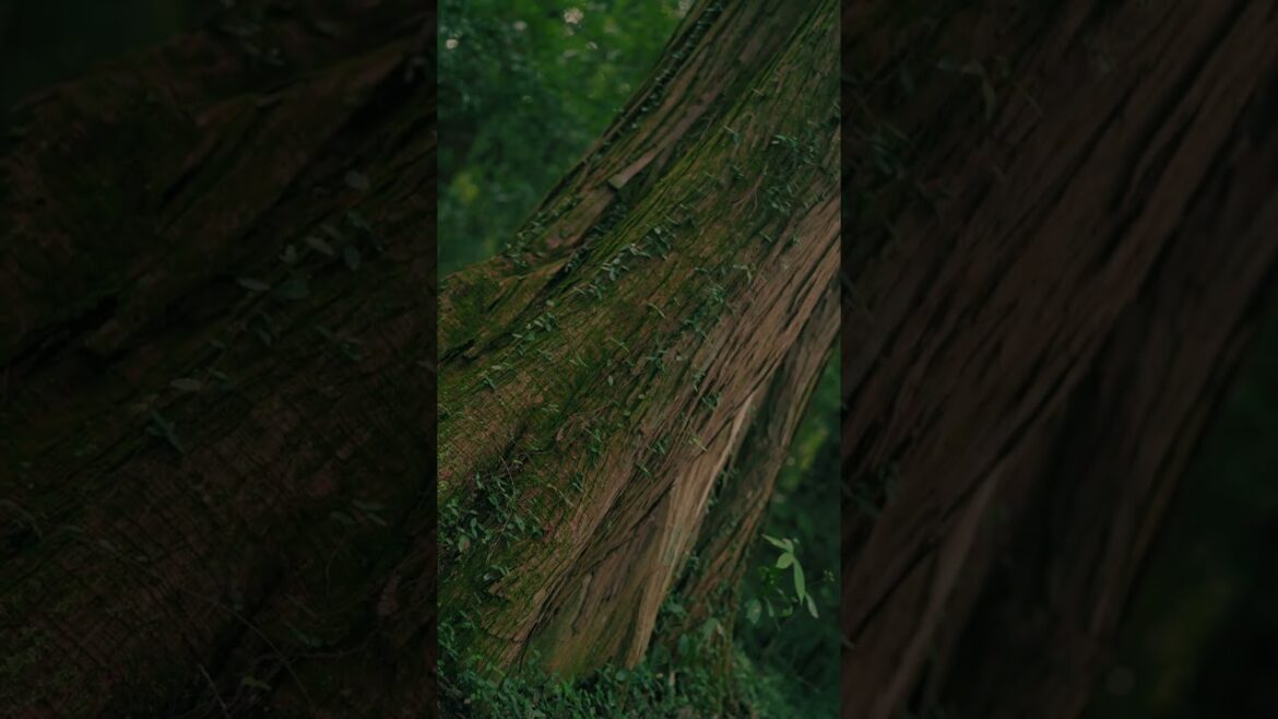 大井神社(太郎神社)の参道と木々が好きすぎてその部分だけまた映像にしました。煌びやかなものは無いのですがなぜか心に残る参道でした。#神社 #パワースポット  #日本の風景