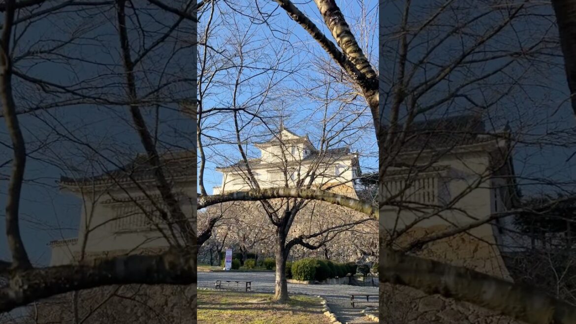 autumn in Tsuyama castle #shorts autumn in Tsuyama castle #shorts