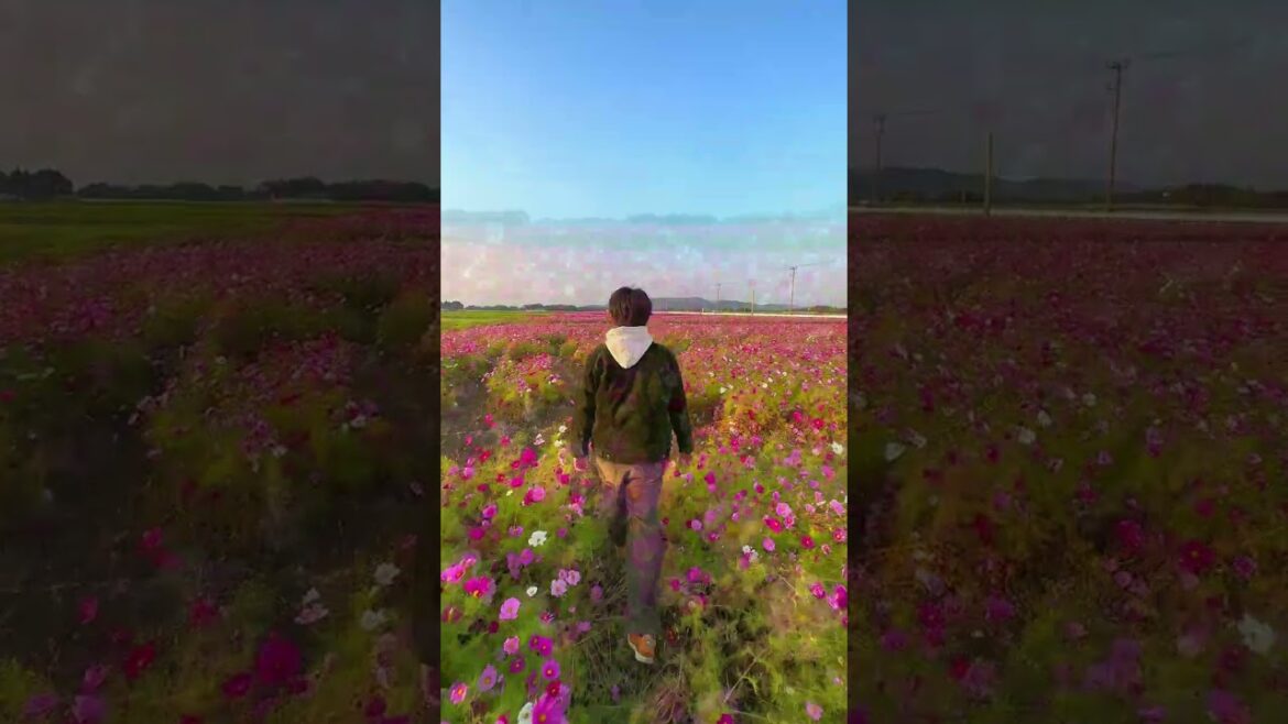 【鹿児島コスモス】1番長いコスモスロード畑#shorts