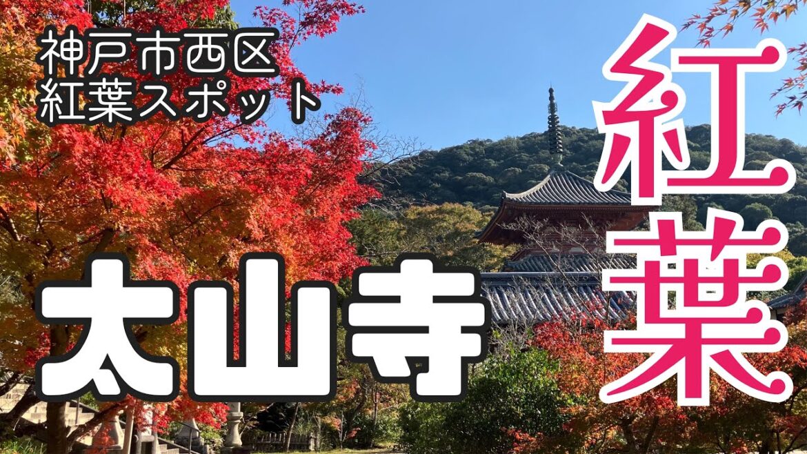 【今日の神戸】神戸の紅葉スポット太山寺🍁/神戸で唯一の国宝（本堂） / Autumn leaves of "Taisan-ji Temple" in Nishi-ku, Kobe City.