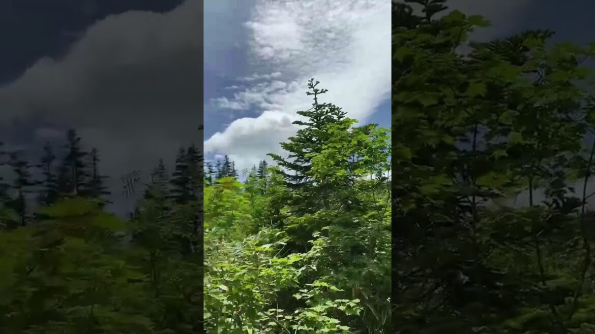 【JAPAN】Let’s Climb the Nice View Mountain - Hakuba Happou