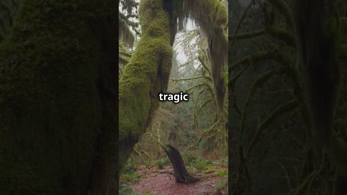 Haunted Forests Aokigahara! #adventure #hauntedforests #Aokigahara