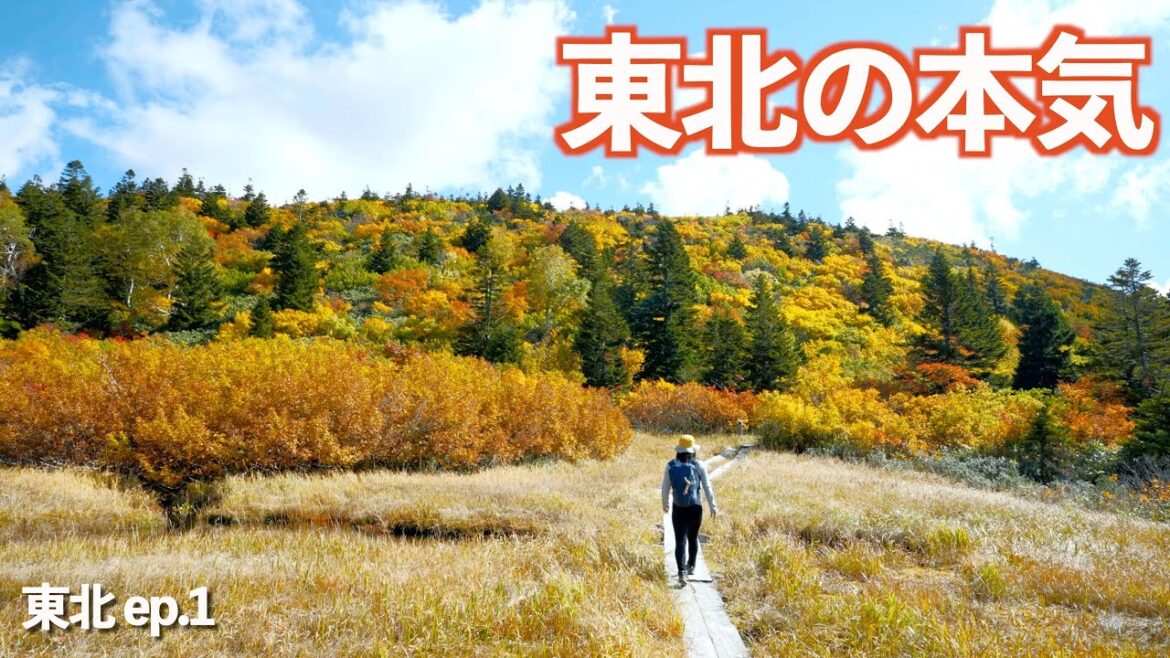 これが東北の紅葉か!!圧倒的景色に感動!!|八甲田ロープウェー|酸ヶ湯|紅葉|ドライブ|田舎暮らし|青森県|4K これが東北の紅葉か!!圧倒的景色に感動!!|八甲田ロープウェー|酸ヶ湯|紅葉|ドライブ|田舎暮らし|青森県|4K