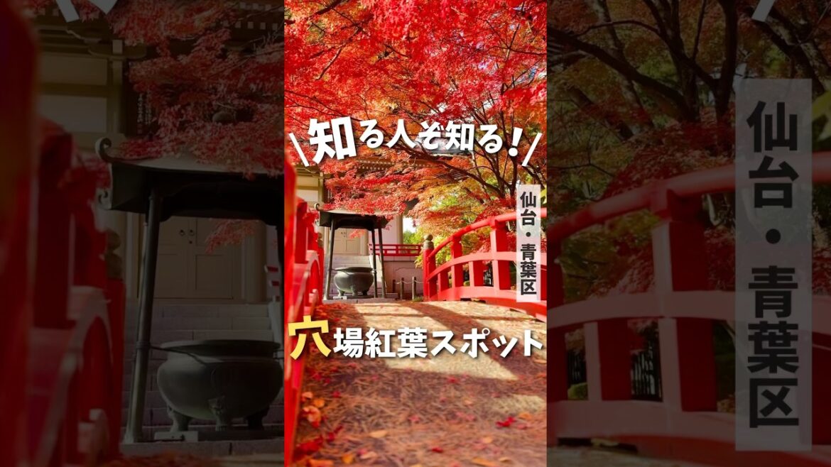 【仙台旅行】ここ知ってる？穴場紅葉スポット🍁#仙台紅葉 #紅葉 #仙台旅行 #宮城旅行 #仙台観光 #japantravel #japantrip #autumnleaf #shorts