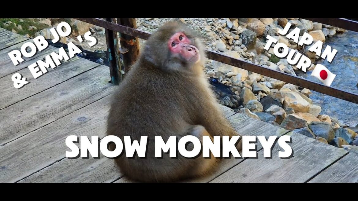 Snow Monkey Park Nagano Hot Springs Japan Travel Snow Monkey Park Nagano Hot Springs Japan Travel