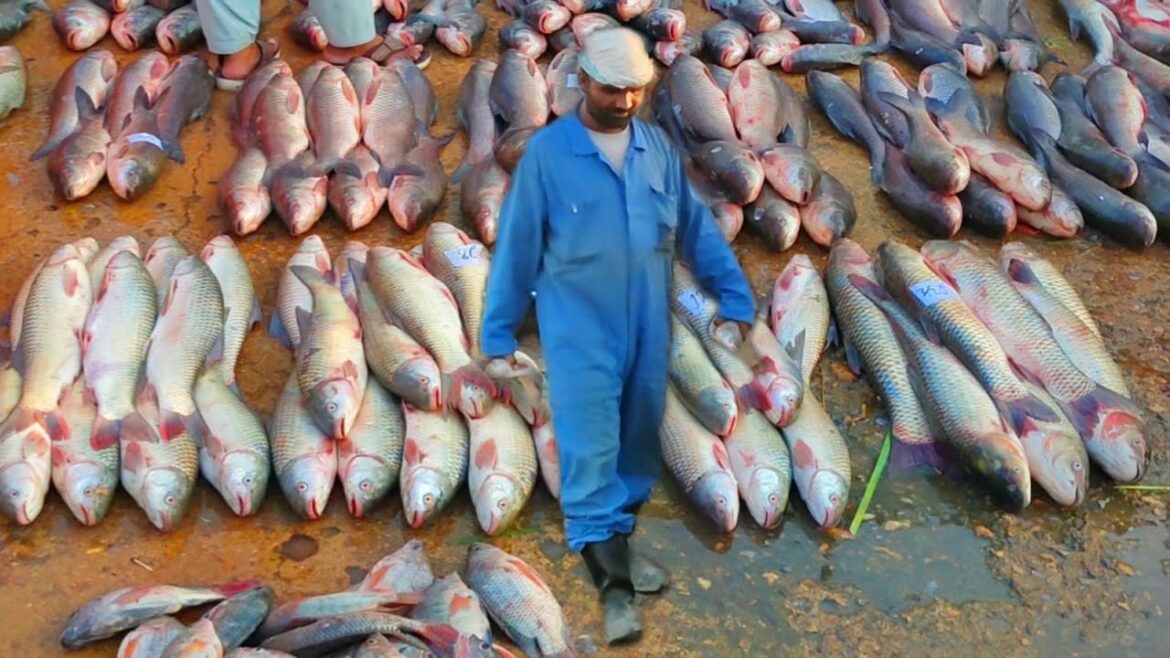 ROADSIDE FISH MARKET I CHEAPEST FISH MARKET I WHOLESALE & RETAIL FISH MARKET I VLOGGING WITH SAEED ROADSIDE FISH MARKET I CHEAPEST FISH MARKET I WHOLESALE & RETAIL FISH MARKET I VLOGGING WITH SAEED