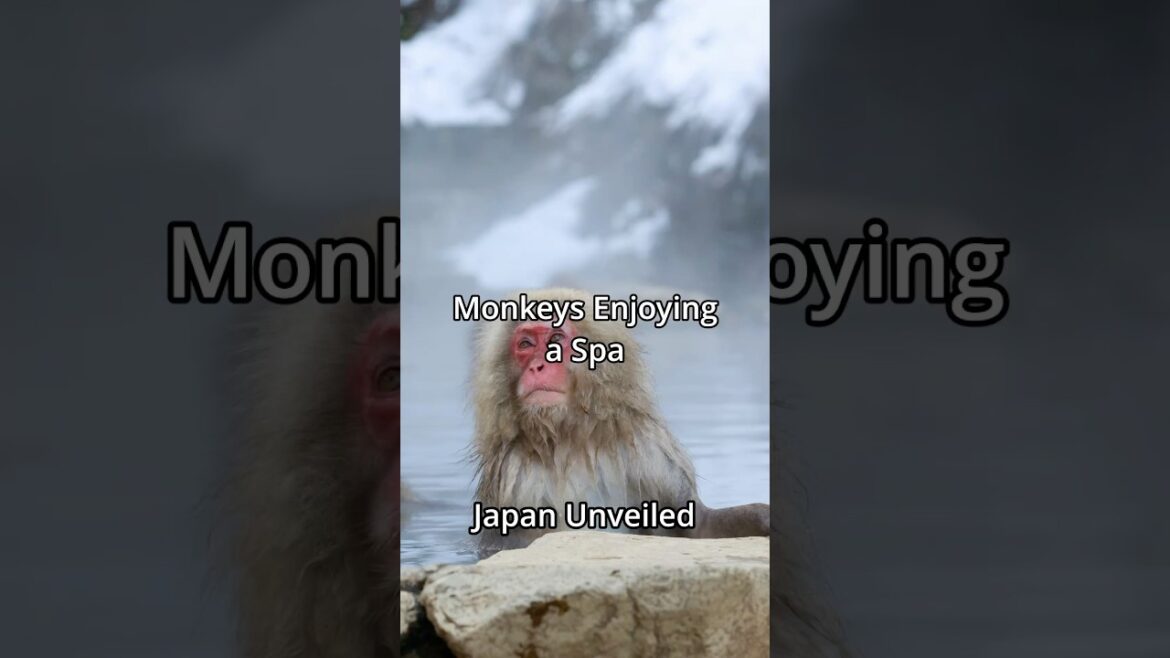 ⬇️ Monkeys in Hot Springs? Read on for details!