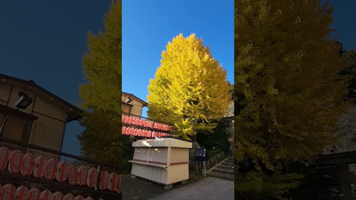 Cool Japan Sendai , Date Masamune