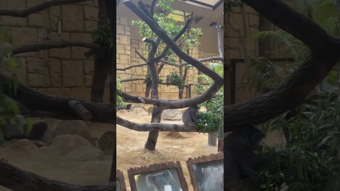 【NAGOYA】Must-See Tourist Attraction - Higashiyama Zoo