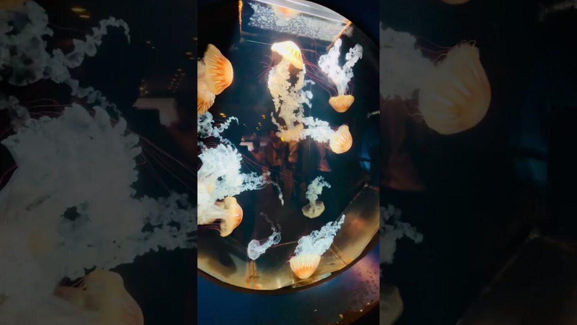 Dive into Wonder: Exploring Kagoshima City Aquarium!” π π #dolphinshow #jellyfish γγγ―γΌγ«γγγγγΎζ°΄ζ逨 Dive into Wonder: Exploring Kagoshima City Aquarium!" π π #dolphinshow #jellyfish γγγ―γΌγ«γγγγγΎζ°΄ζ逨