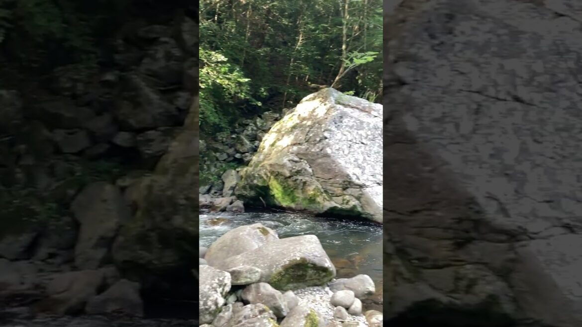 名瀑！「鳴沢の滝」涼しい！奥三河新城市にある滝で落差は15mほど、水量が豊富で大迫力！水しぶきが上がり涼やか♪楽しく川遊びもができます。2024年7月撮影。夏の避暑におすすめ♪ #鳴沢の滝