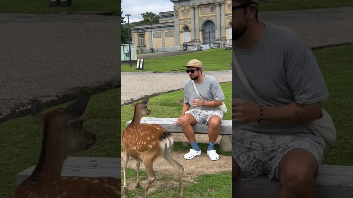 Would we recommend Nara Deer Park?! #japan #japantravel #travelshorts #travel #nara #osaka #deer