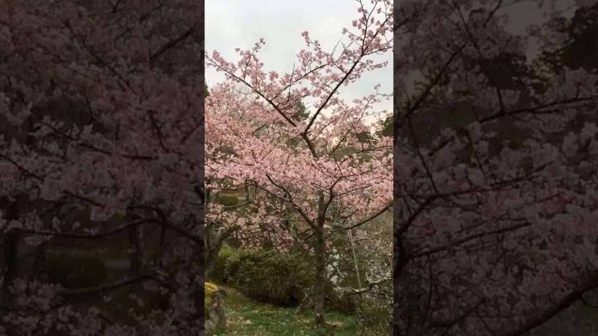 Naritasan Park in Japan