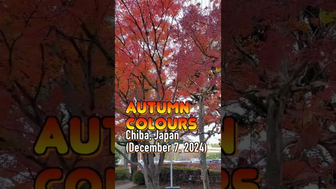 Autumn colours in Japan 2024  #beautiful #japan #travel