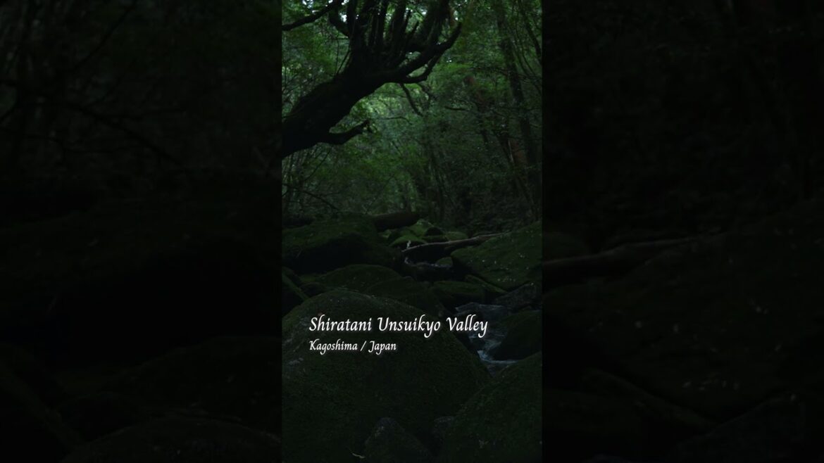Shiratani Unsuikyo Valley｜Kagoshima｜JAPAN